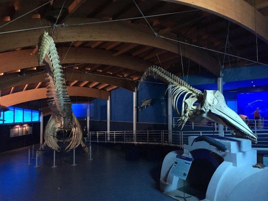 Museo di storia naturale del Mediterraneo